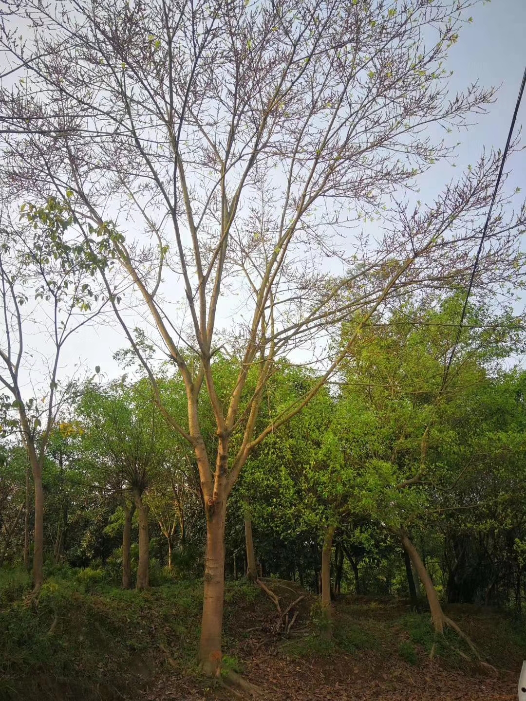 成都黄葛树种植基地批发