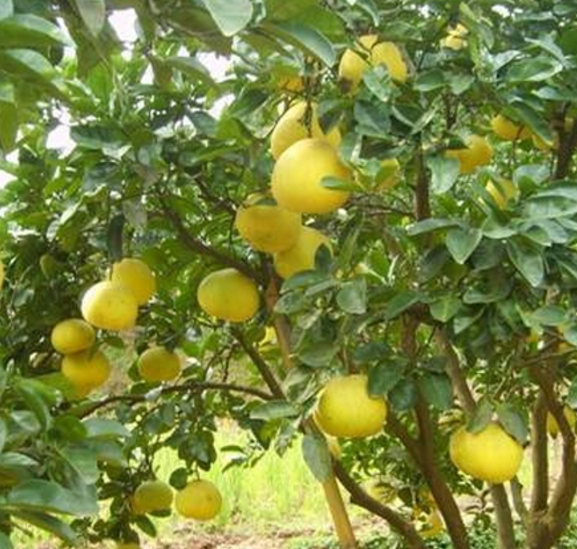 漳州市柚子树厂家