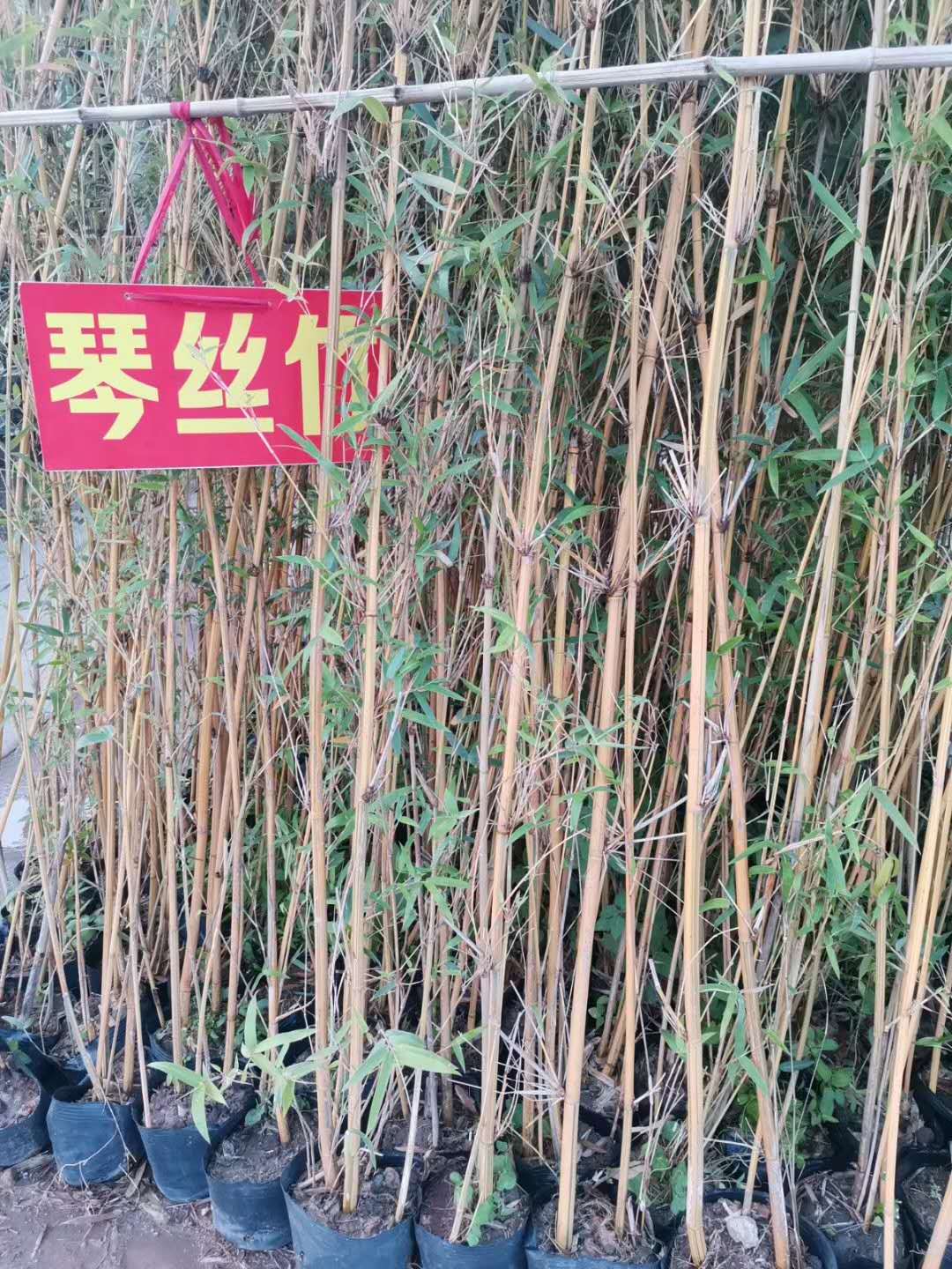 长沙琴丝竹种植基地、价格、供应商、批发【艺彩园林】