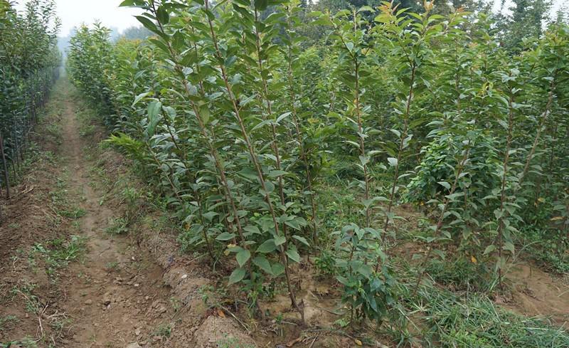 四川樱花树苗种植基地、报价、批发、供应商【苍溪县久亿苗木有限公司】