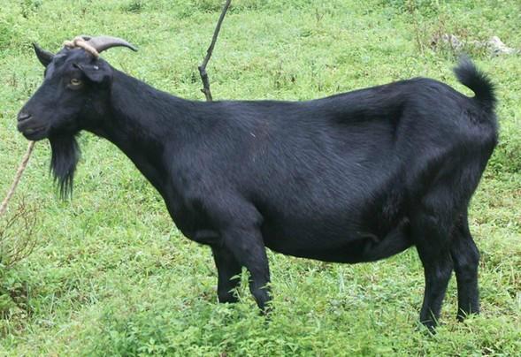 努比亚黑山羊 努比亚黑山羊价格 黑山羊价格，怀孕黑山羊