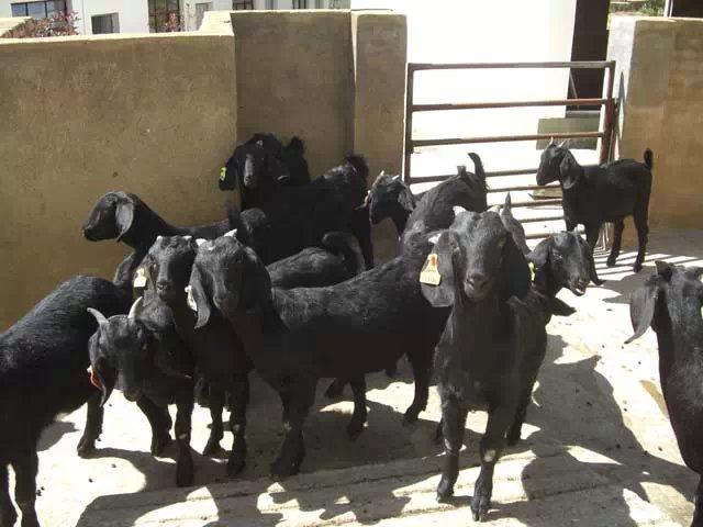 黑山羊，努比亚黑山羊 黑山羊，努比亚黑山羊，黑山羊羊羔