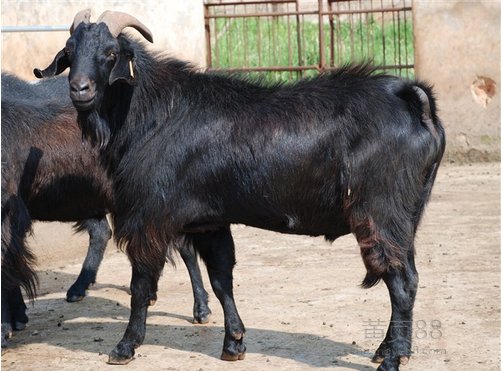 努比亚黑山羊 努比亚黑山羊价格 黑山羊价格，怀孕黑山羊