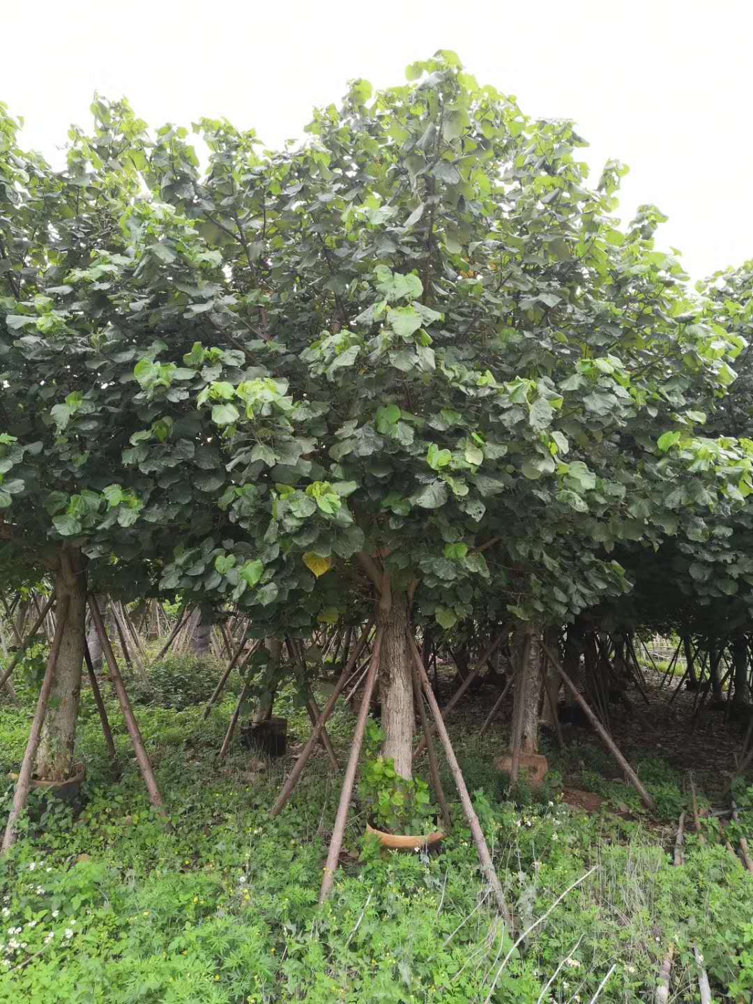 漳州黄槿种植基地-批发-供应商-哪家好