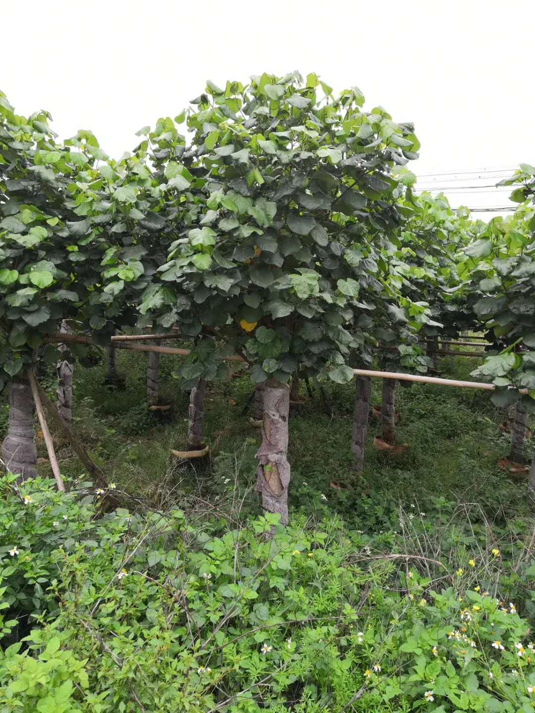 漳州黄槿种植基地-批发-供应商-哪家好