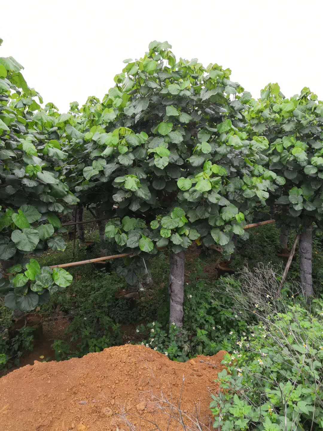 漳州黄槿种植基地-批发-供应商-哪家好