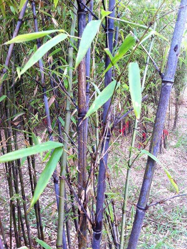 淄博奥景园艺公司常年供应紫竹
