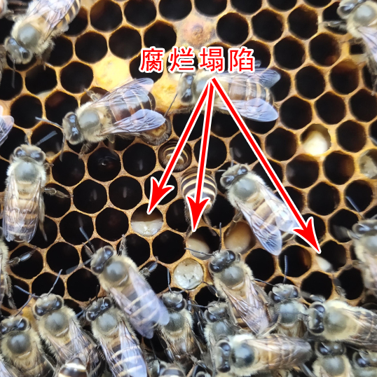 中囊病 中蜂囊状幼虫病 蜜蜂叼蛹病 江西省中囊病怎么治中蜂烂子病中囊抗体