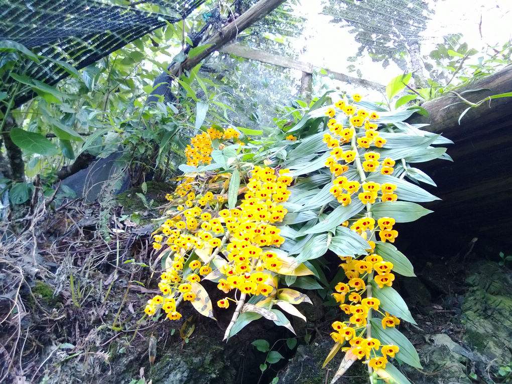 束花石斛种植基地-价格-大量供应-批发电话