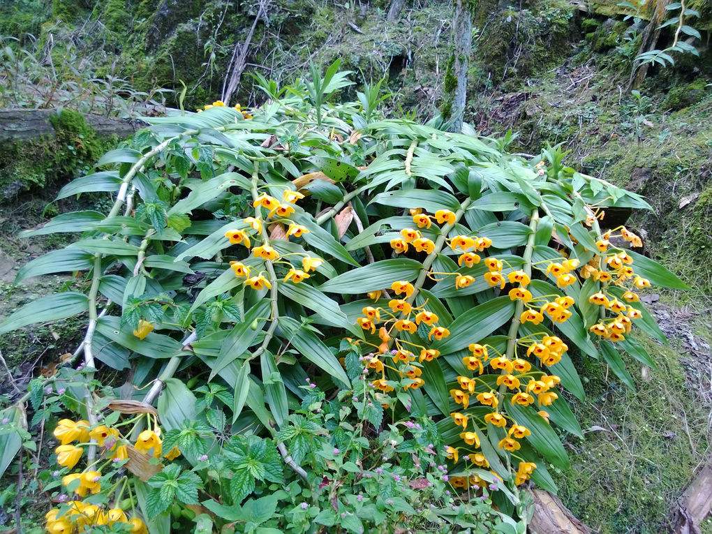 束花石斛种植基地-价格-大量供应-批发电话