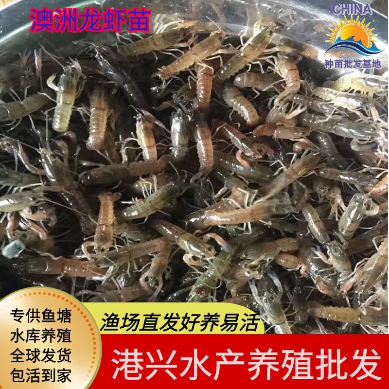 大型养殖澳洲龙虾苗 活体苗种 龙虾苗  广东销量过百 全程提供养殖技术