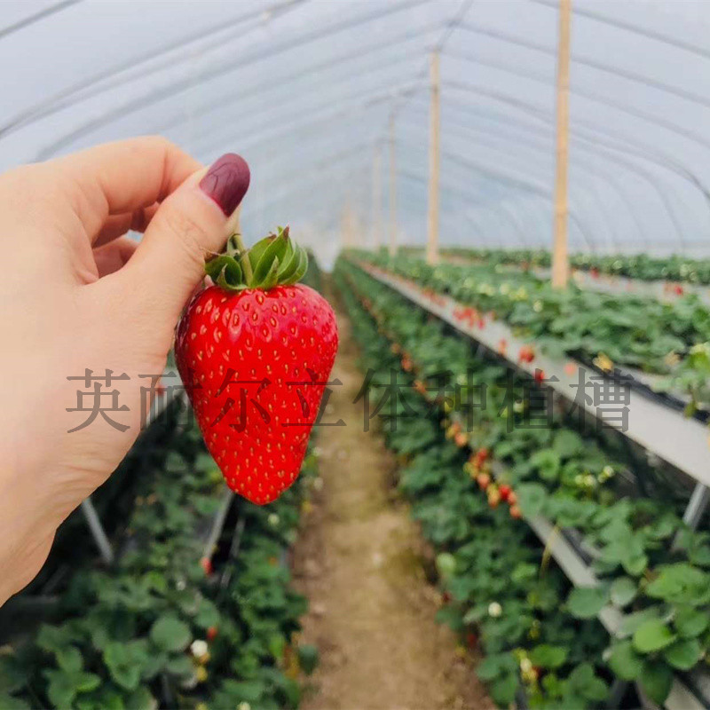 草莓立体种植槽 PVC草莓种植槽 英耐尔立体栽培架