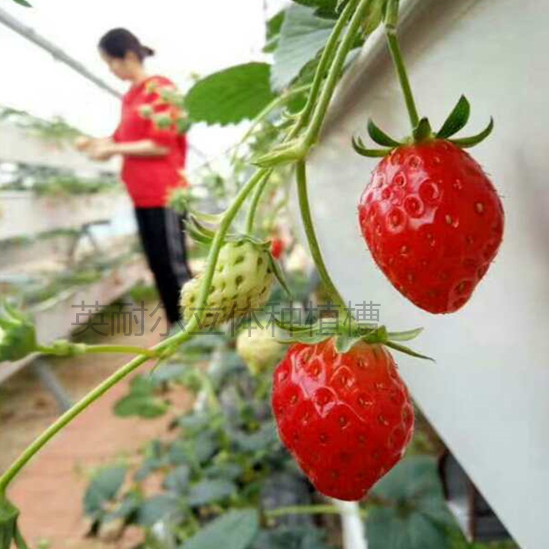 草莓立体种植槽 番茄基质槽 草莓立体栽培架批发