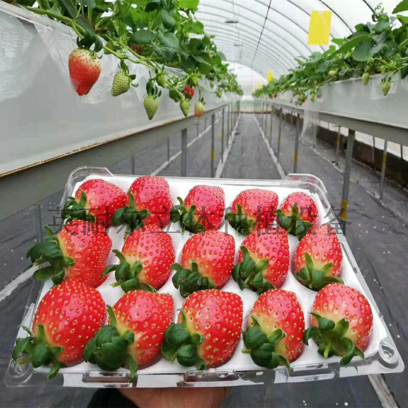 草莓立体种植槽 PVC草莓种植槽 英耐尔立体栽培架