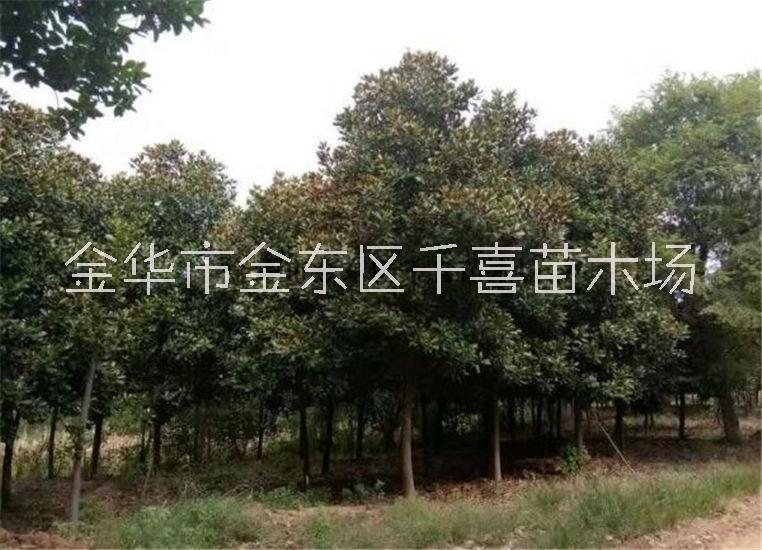 金华市广玉兰厂家浙江广玉兰供应 直径8-40cm行道树千喜苗木种植