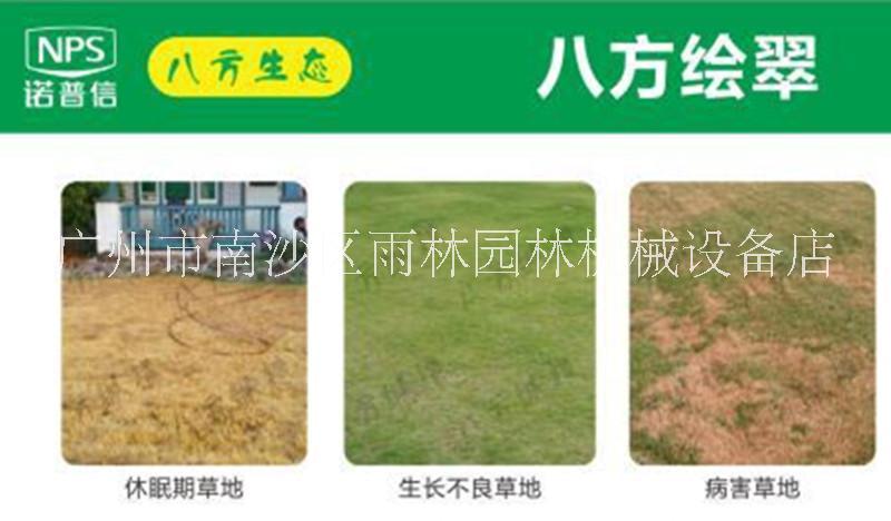 广东广州诺普信绘翠草增绿坪型厂家直销价格 绘翠台湾草草坪曾绿剂