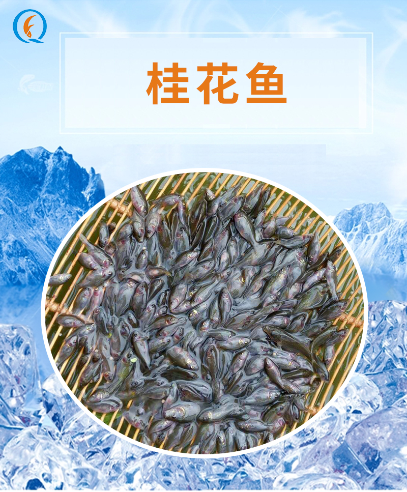 广州市桂花鱼养殖厂家