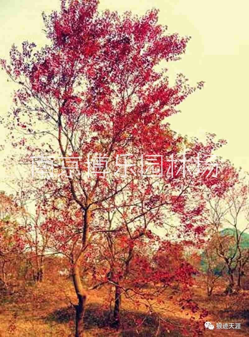 江苏南京乌桕树种植基地-苗木园林-生产制造商  乌桕树图片