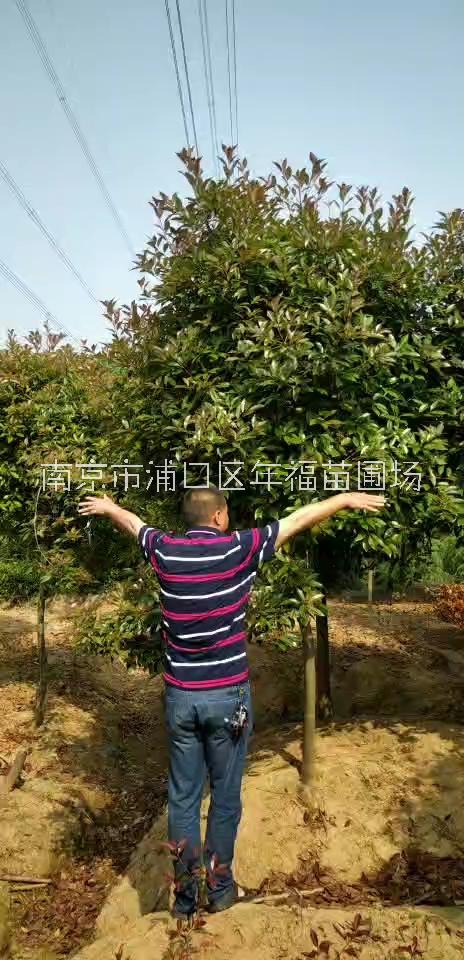 批发红叶石楠球、价格、种植基地、单棵出售【南京市浦口区年福苗圃场】