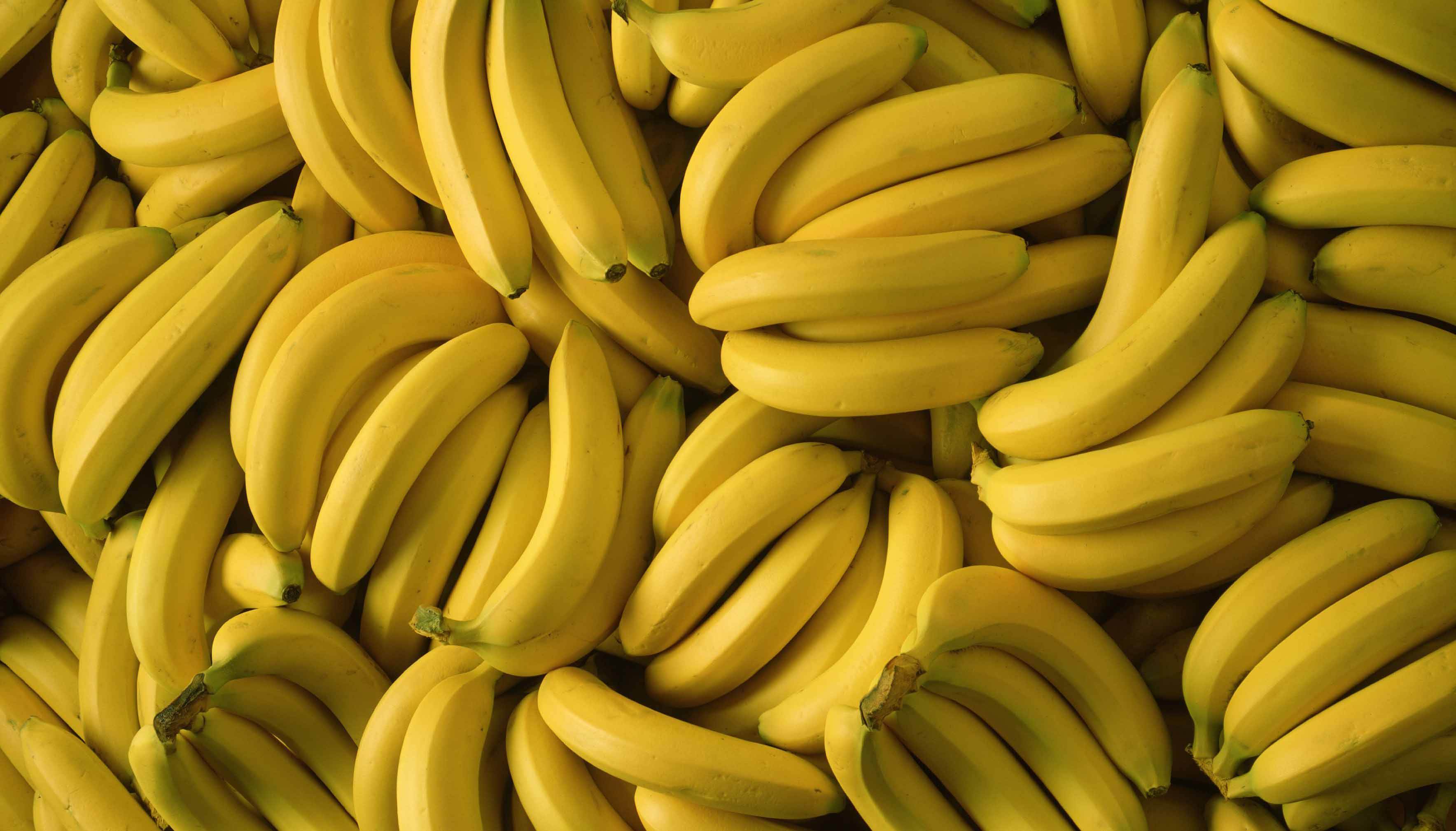 香蕉 种植基地  批发 价格