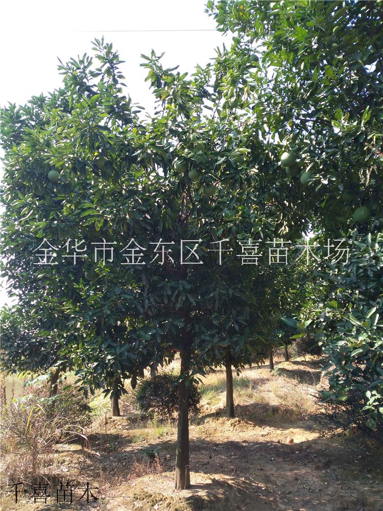香泡1-40cm果树价格咨询 浙江香泡产地