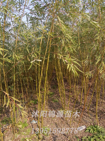 垂柳价格 垂柳树 垂柳米径5-20公分 直销垂柳树苗