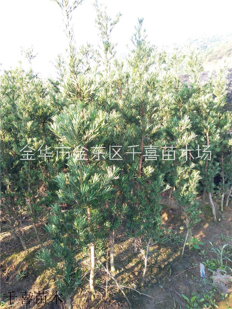 罗汉松10公分小叶品种供应咨询 浙江罗汉松产地图片
