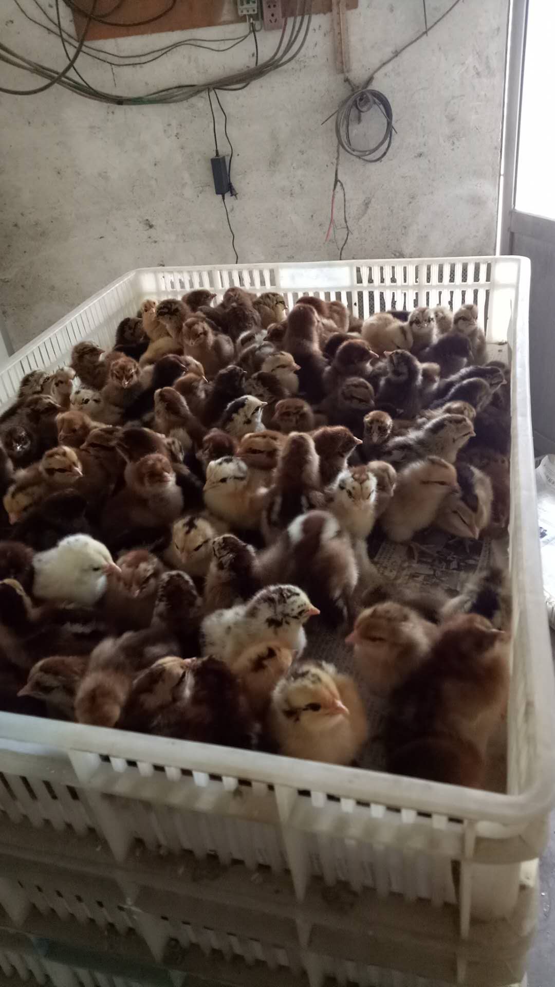 淄博市常年出售笨鸡苗养殖场 哪家成活率高 价格便宜
