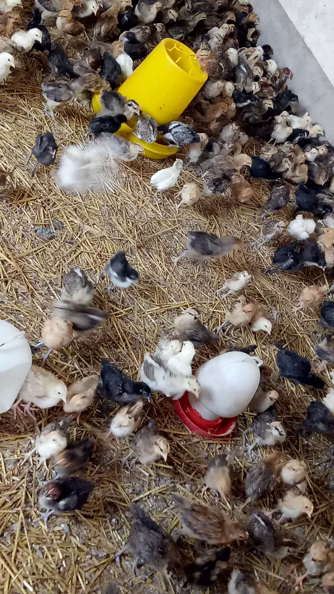 滨州市供应各种鸡苗养殖场 批发价格 多少钱一只图片