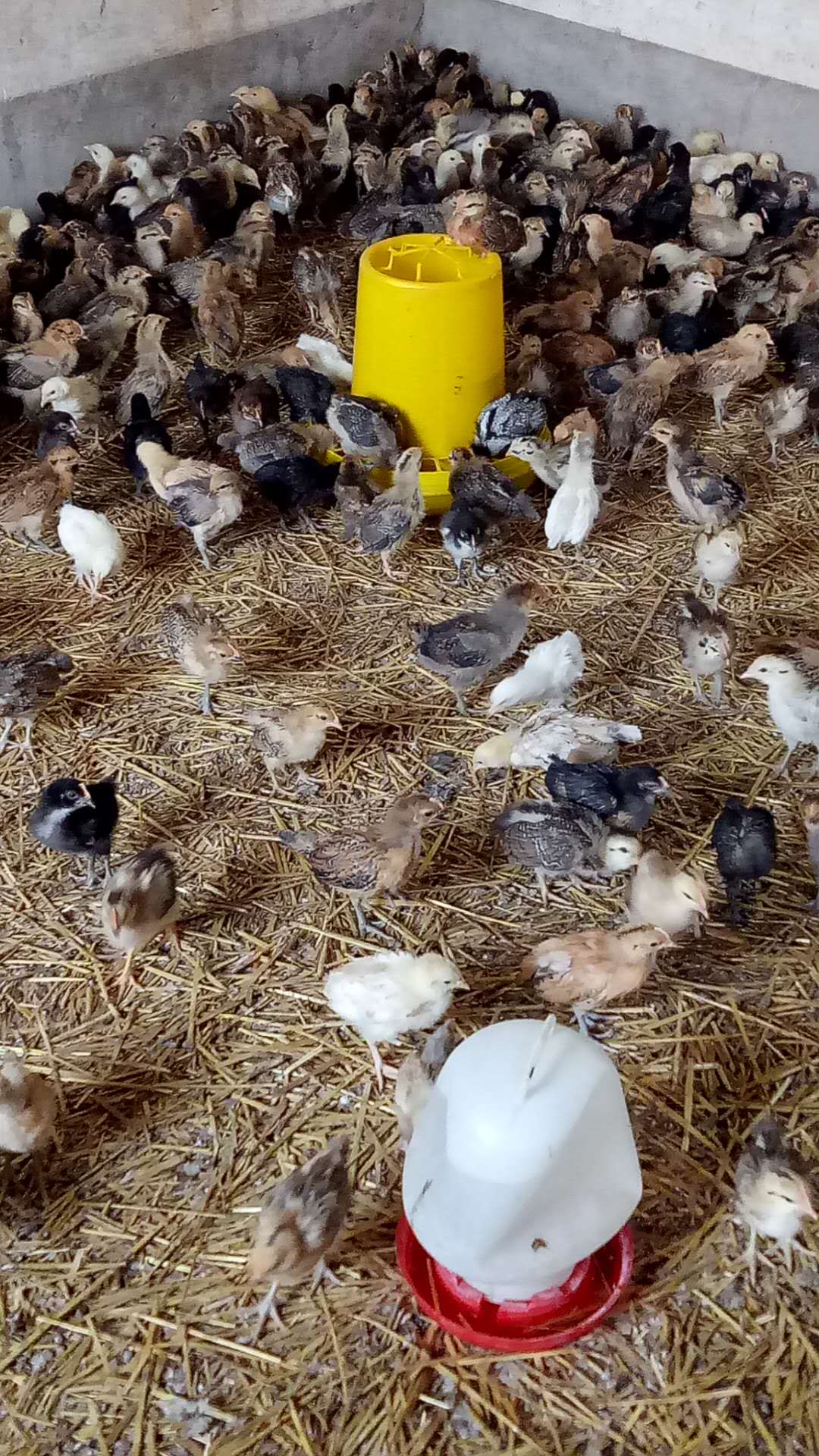 德州市柴鸡苗厂家东营市柴鸡苗孵化厂 养殖场在哪 批发价格 哪家成活率高