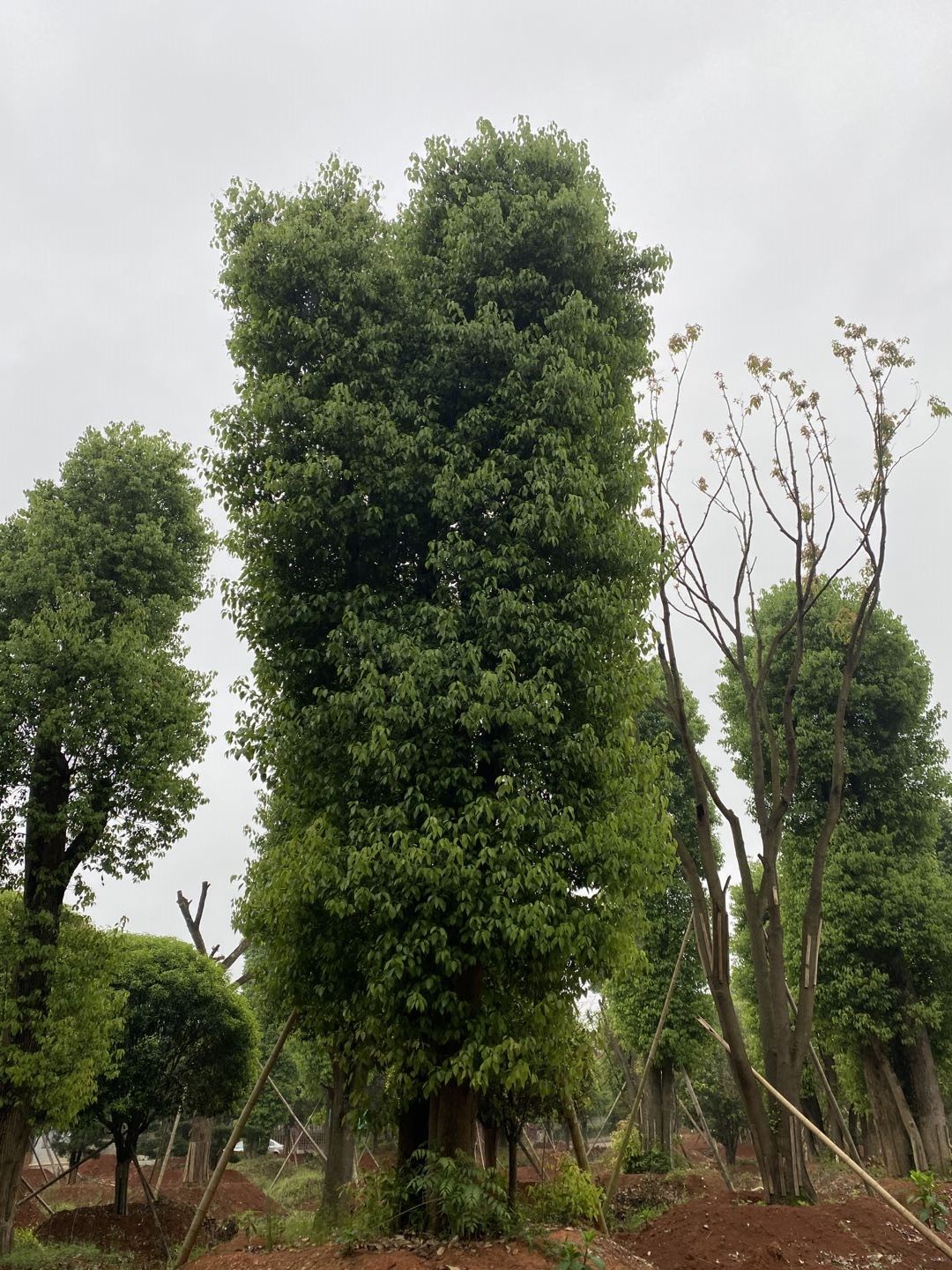 广西移植多杆骨架香樟产地多少公分、直供、批发、报价【益阳市赫山区春华种植专业合作社】