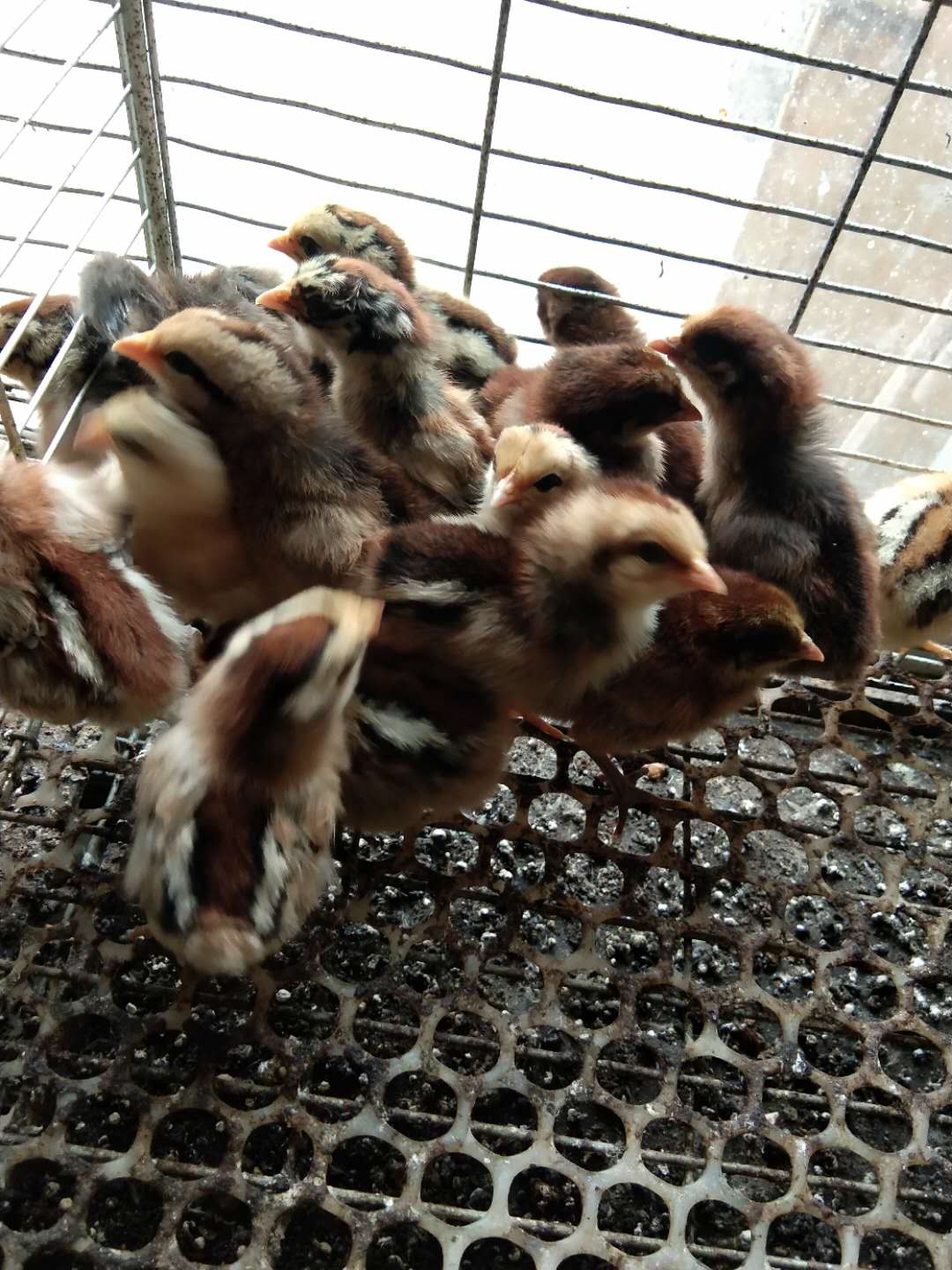 陵县供应小笨鸡养殖场 批发价格 哪家成活率高