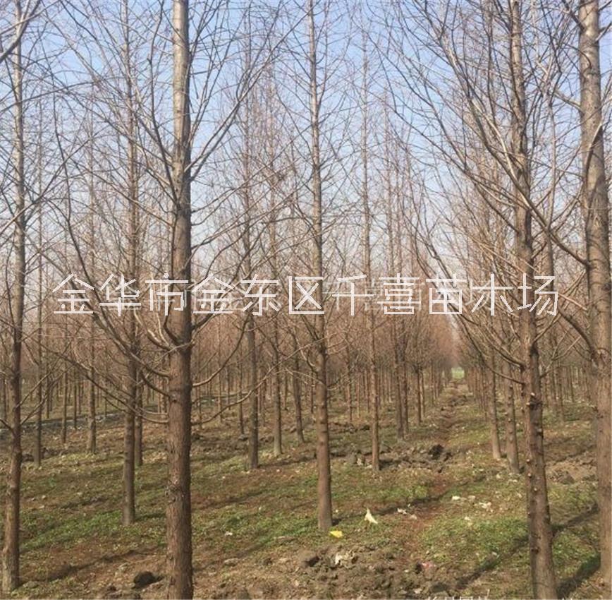 水杉1-20cm绿化苗木供应咨询 浙江水杉苗场图片