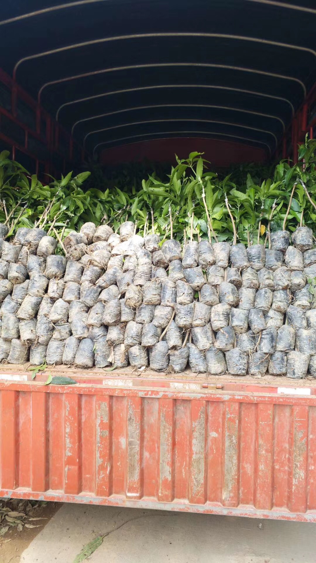 金煌芒果苗价格-种植基地-产地直销【灵山县武利镇万锋果苗种植场】