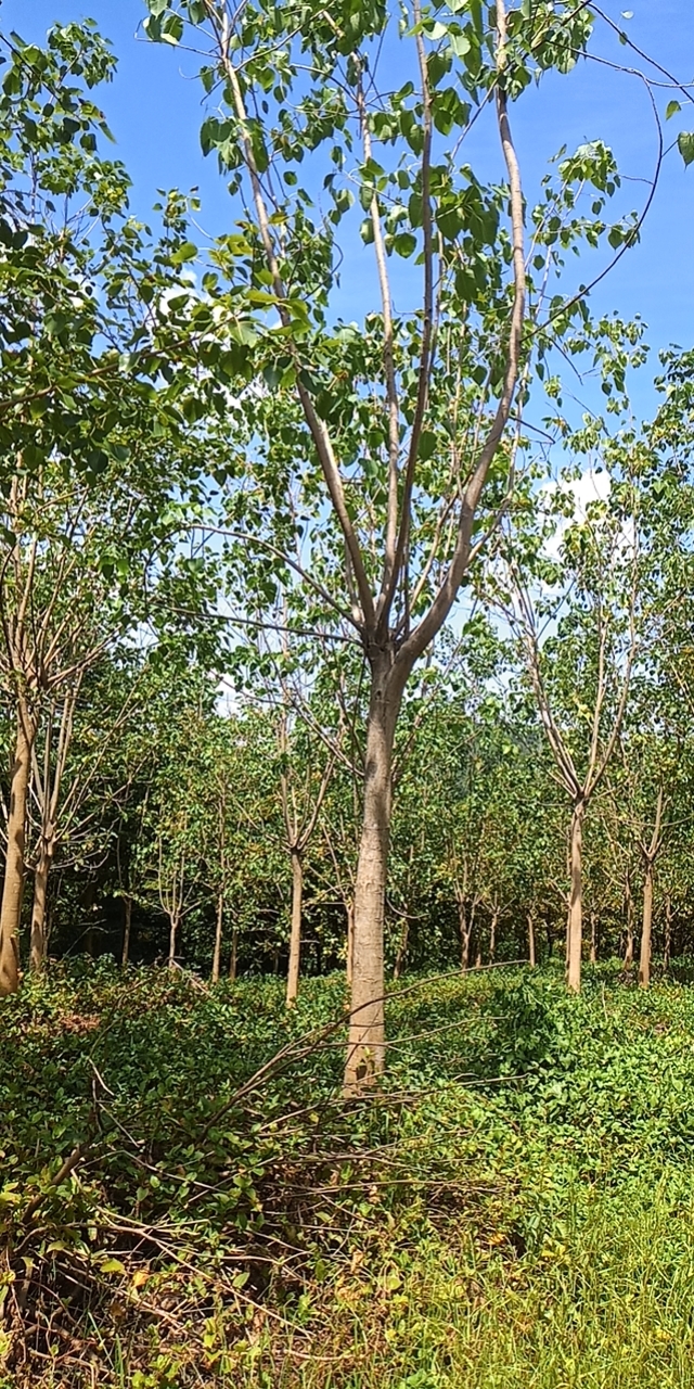 漳州市菩提树种植基地厂家
