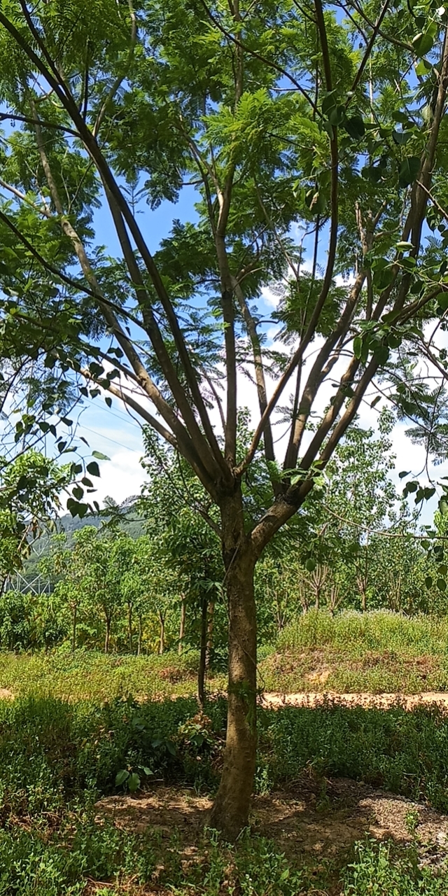 菩提树种植基地福建菩提树种植基地-批发-价钱-电话