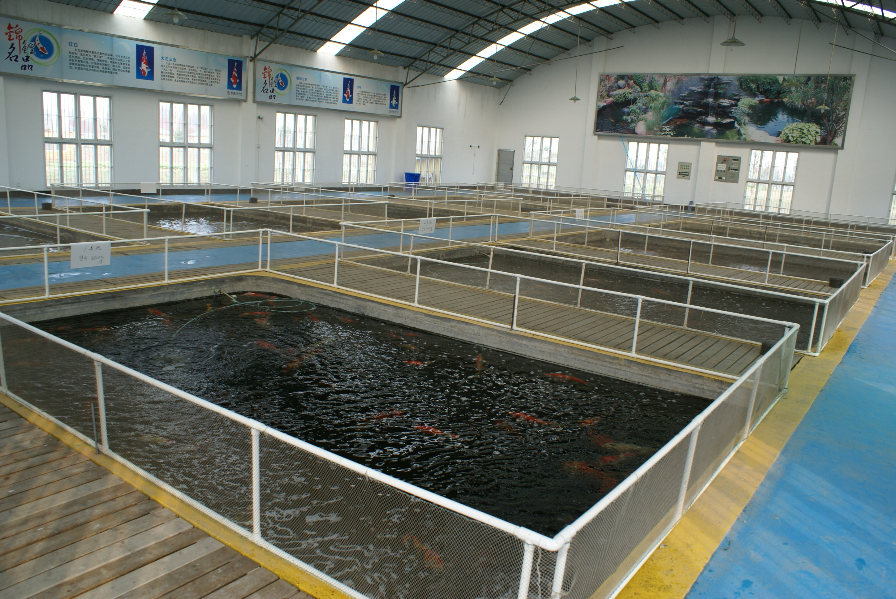 杭州锦鲤鱼养殖场