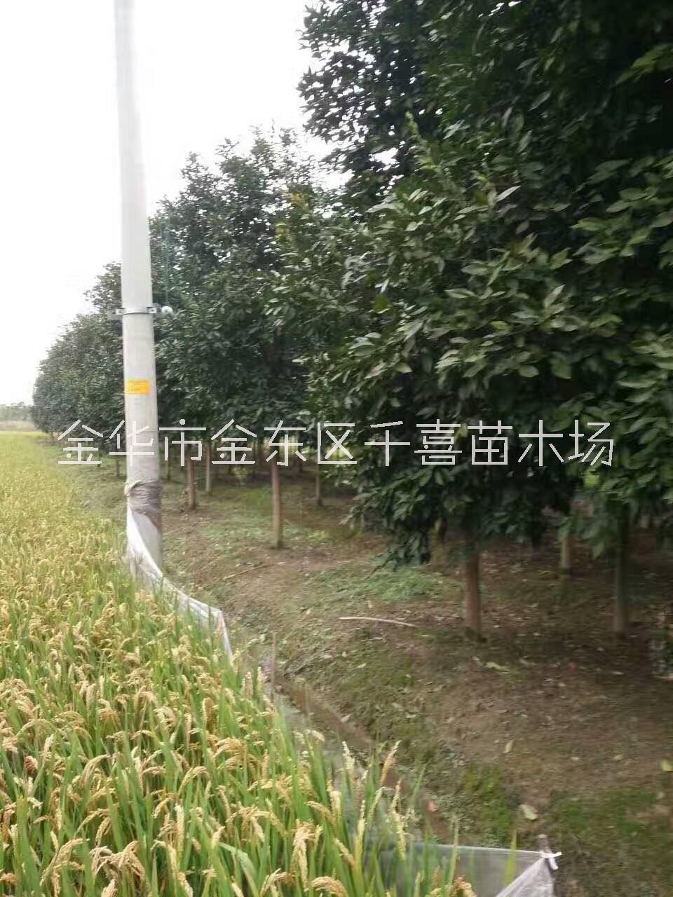 安徽香泡15公分果树价格咨询 千喜苗木新选择图片