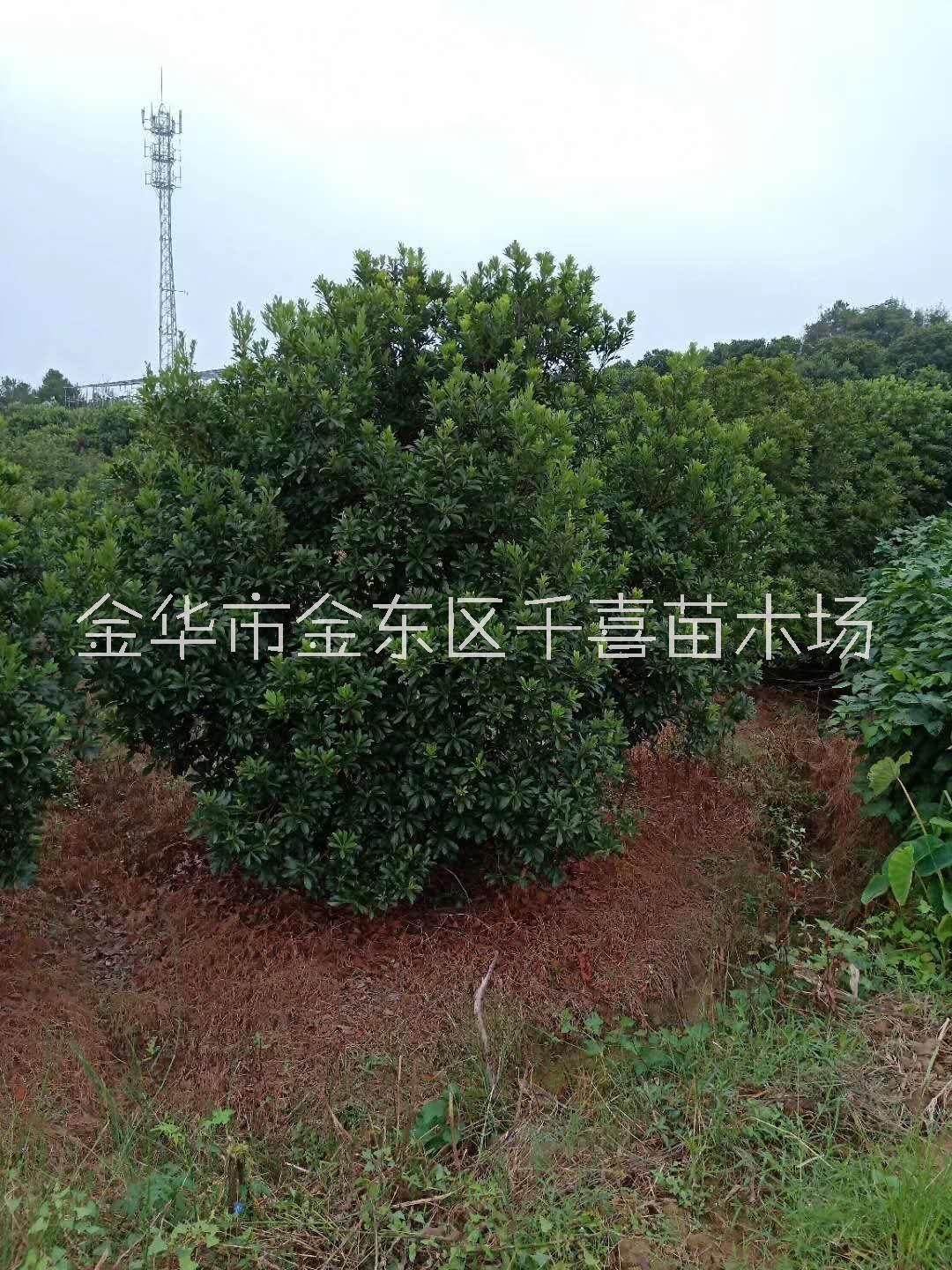 江苏杨梅批发