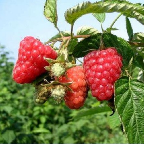 供应山东红树莓苗价格图片