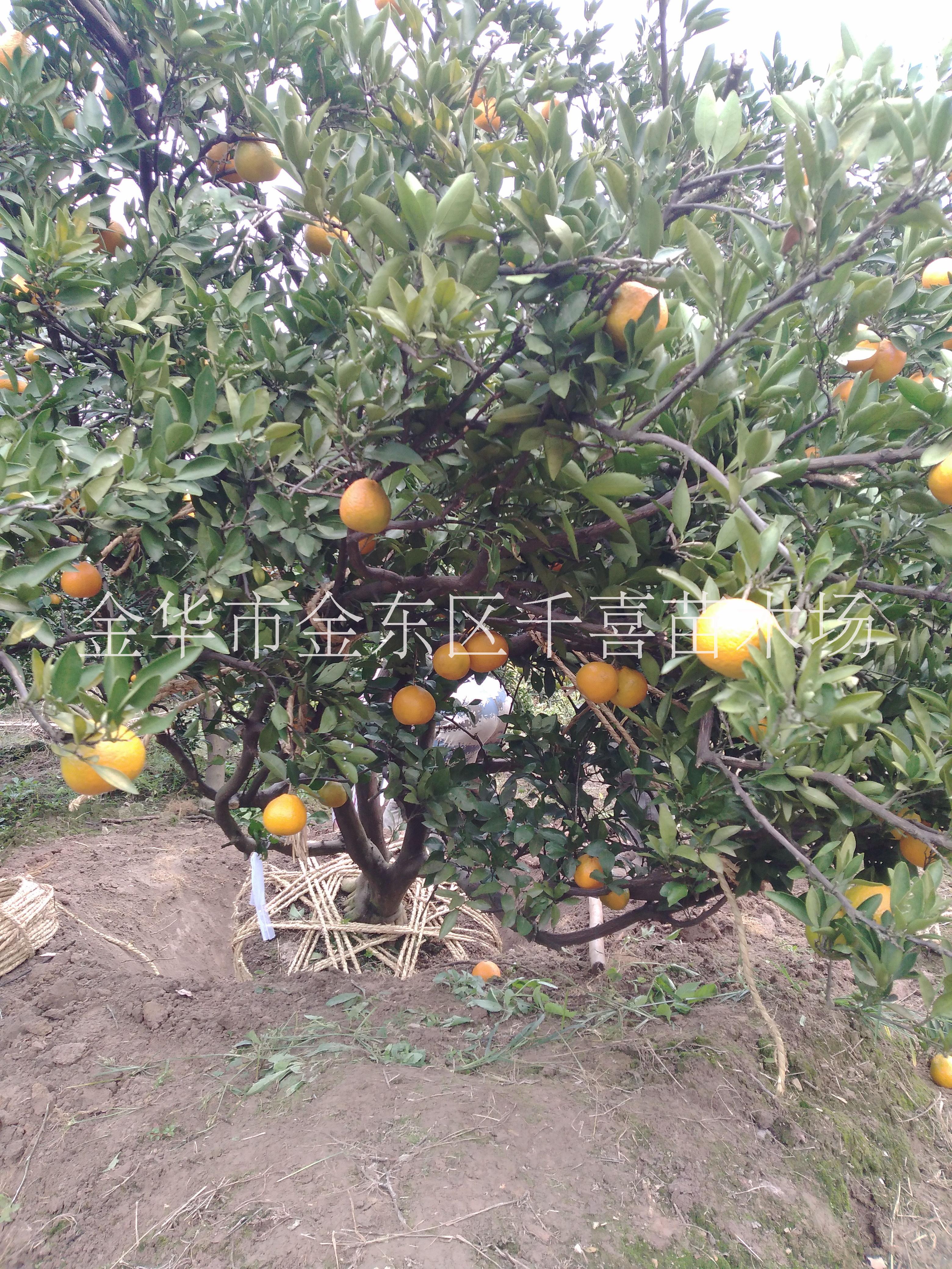 江西桔子蜜桔D1-30公分果树绿化供应 金华货源图片