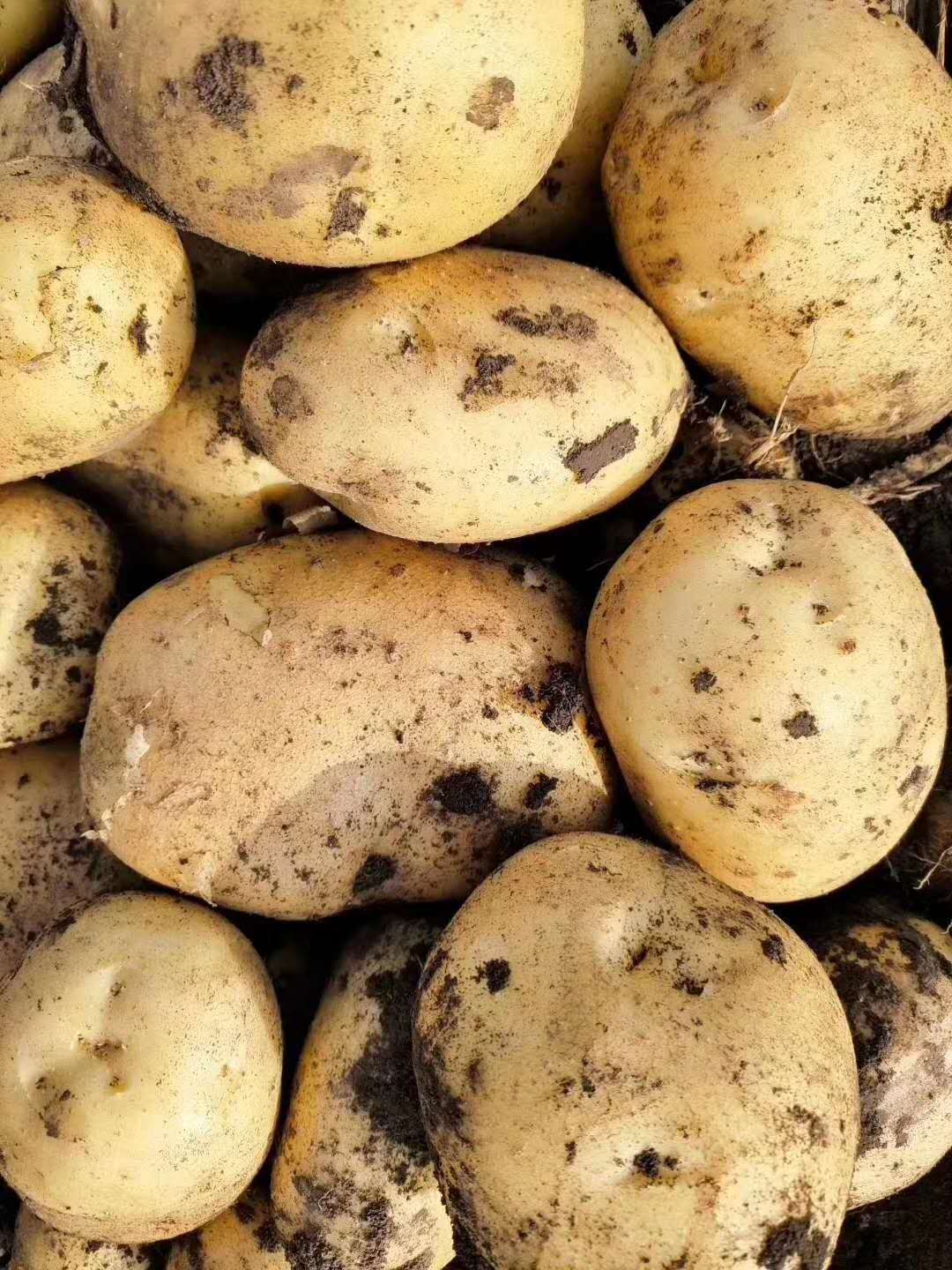 供应黑龙江马铃薯代收厂家_黑龙江黄皮土豆代收出售批发
