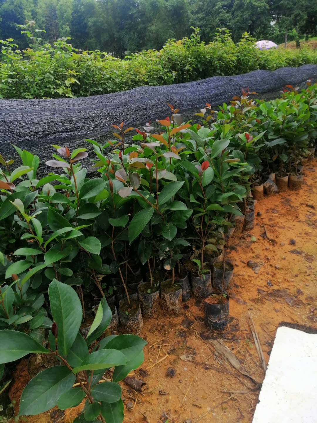 油茶木-优质基地-种苗 油茶木培植基地