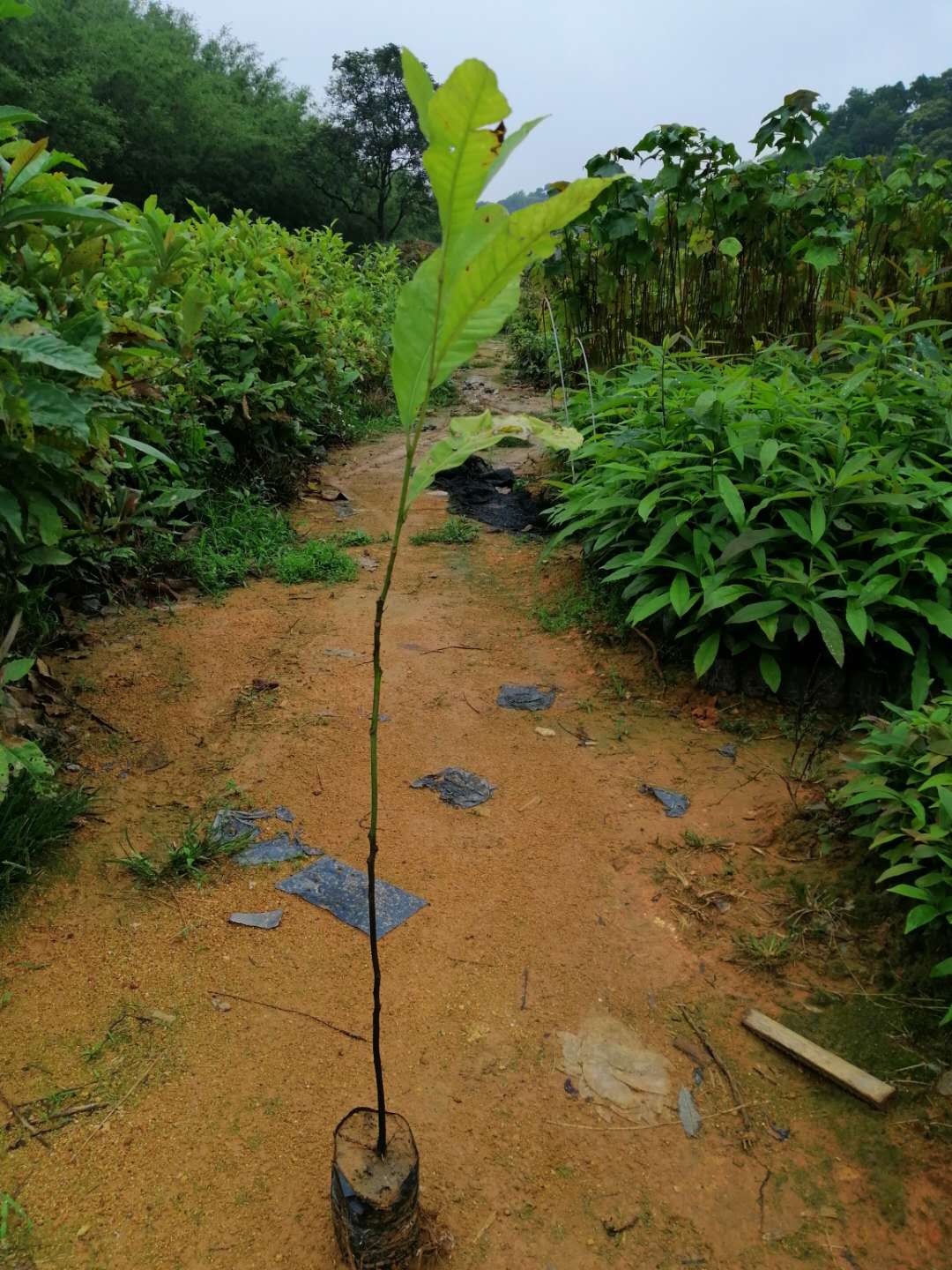 黎塑苗树苗直销-造林绿化-生产基地 黎塑苗培植基地图片