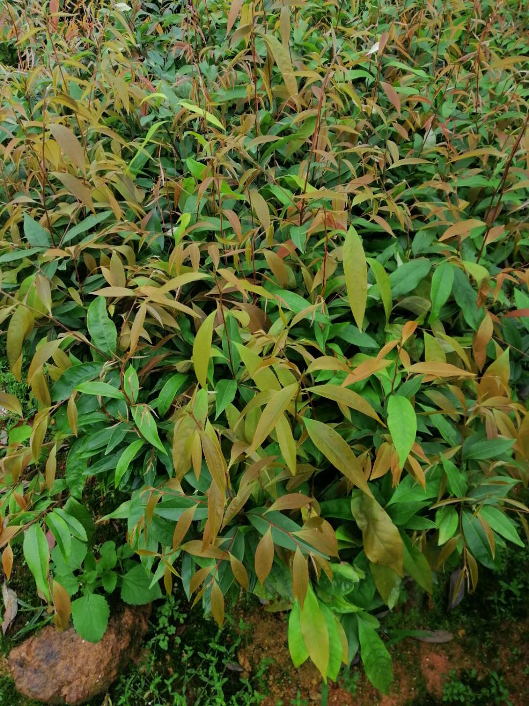 红椎苗 优惠促销高度30~60厘米红椎树苗 红椎树苗种植基地 红椎苗优质树苗