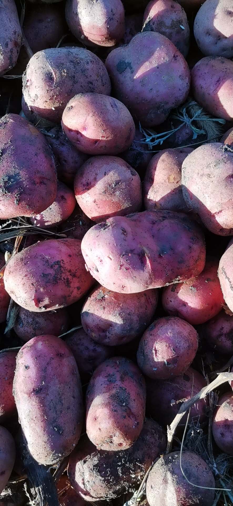 讷河承诺马铃薯种植合作社