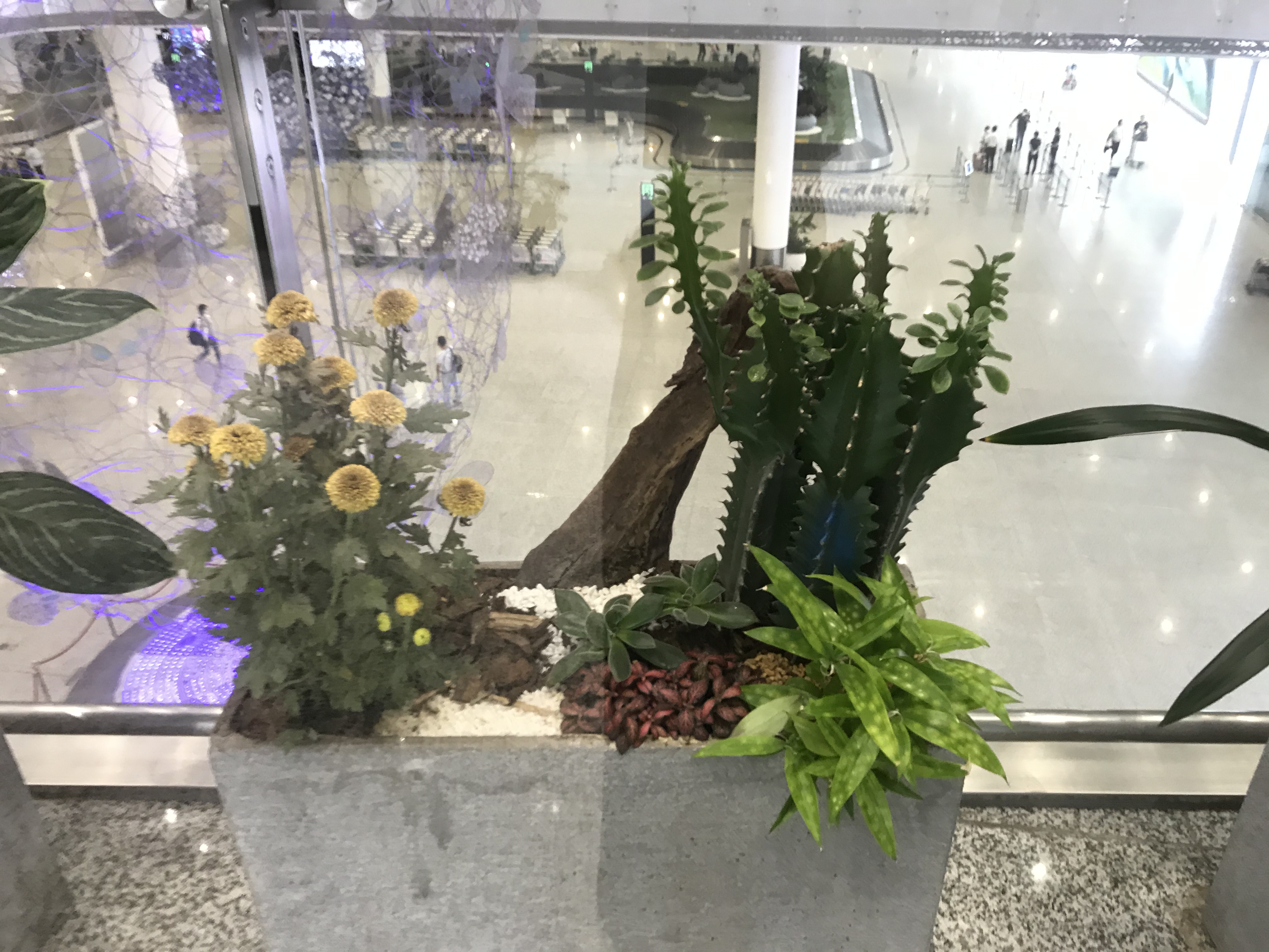 深圳绿植养护室内植物租赁鲜花绿植植物盆栽