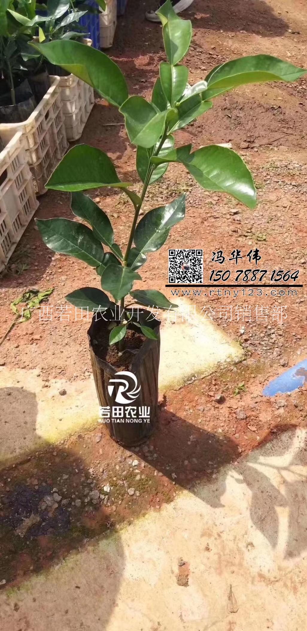 暹罗青柚苗种植基地@暹罗青柚苗种植批发价@暹罗青柚苗种植供应商@暹罗青柚苗种植哪里有