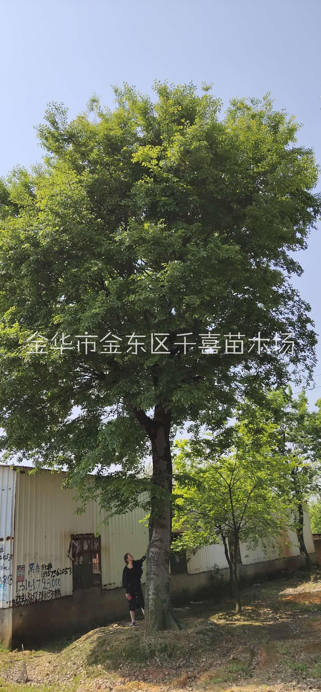 金华地区供应朴树30公分 浙江风景树系列