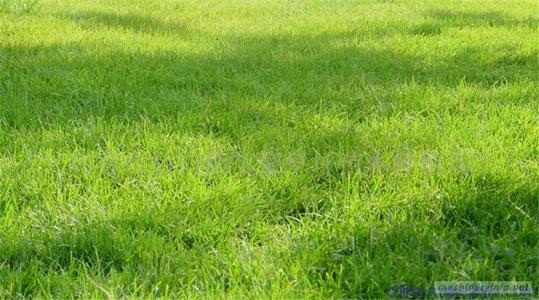 镇江优质草坪种植基地_优质草坪价格_优质草坪批发价格 优质草坪